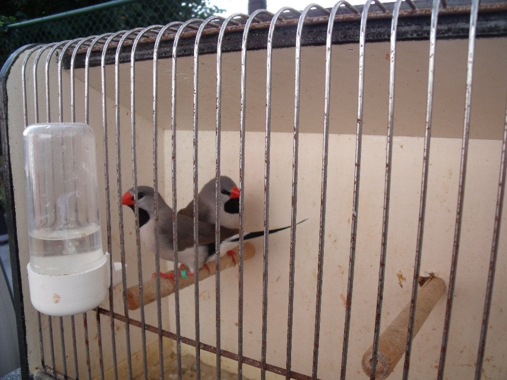 Spitsstaart amandines, Dieren en Toebehoren, Vogels | Kanaries