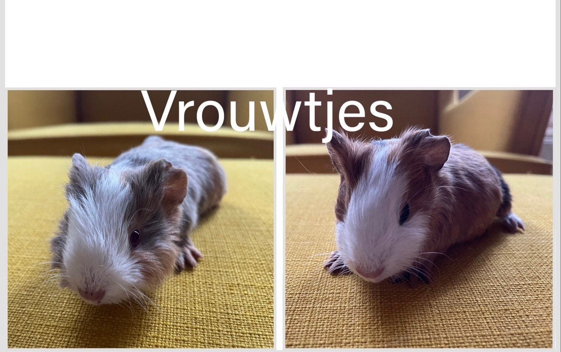 Cavia vrouwtjes, Animaux & Accessoires, Octobre, Domestique, Cobaye, Femelle