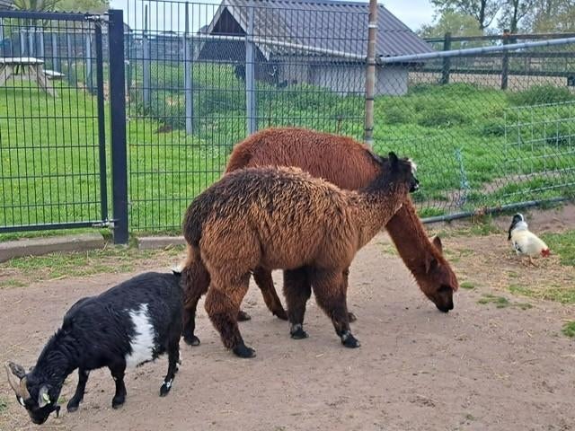 alpaca te koop, Dieren en Toebehoren, Overige Dieren, Juli