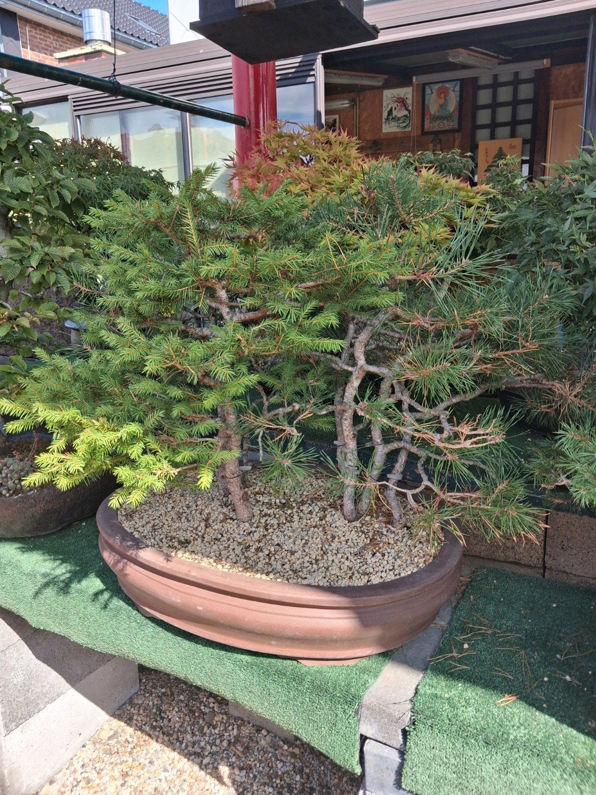 bonsaï, Jardin & Terrasse, Plantes | Arbres, Enlèvement ou Envoi