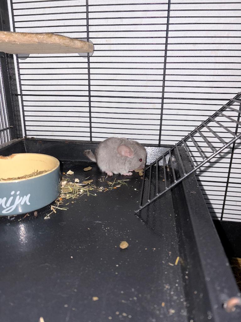 Chinchilla, Dieren en Toebehoren, Knaagdieren, Chinchilla, Mannelijk, Mei, Tam