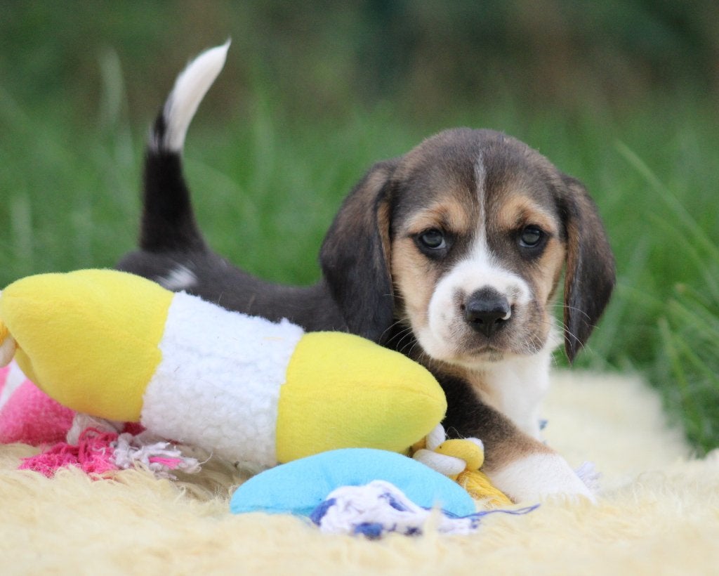 Chiots Beagle, Beagle, Maladie de Carré (chiens), Plusieurs, Belgique