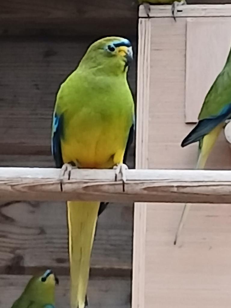 Elegantparkiet, Dieren en Toebehoren, Vogels | Parkieten en Papegaaien, Meerdere dieren, Parkiet, Geringd