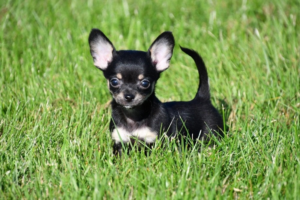 Chihuahua pups te koop (korthaar), België, CDV (hondenziekte), 8 tot 15 weken, Teef
