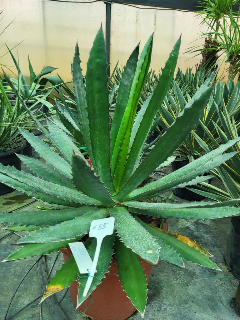 Agave Lophantha, 35/40, Enlèvement