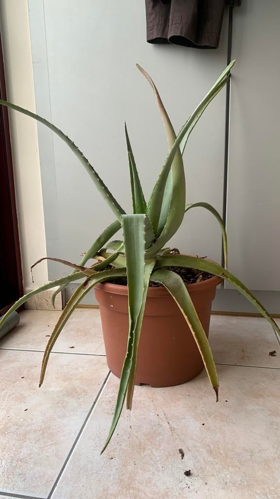 Aloe vera plant in plastic pot 70cm hoog, Ophalen