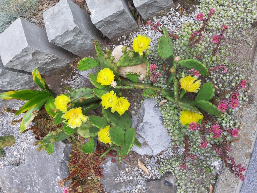 Bloeiende Winterharde Cactus Opuntia 3 soorten, Jardin & Terrasse, Plein soleil, Été, Plante fixe, Enlèvement ou Envoi