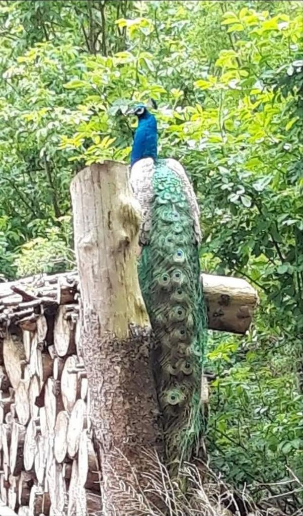 Blauwe Pauwman, Dieren en Toebehoren, Pluimvee, Mannelijk, Overige soorten