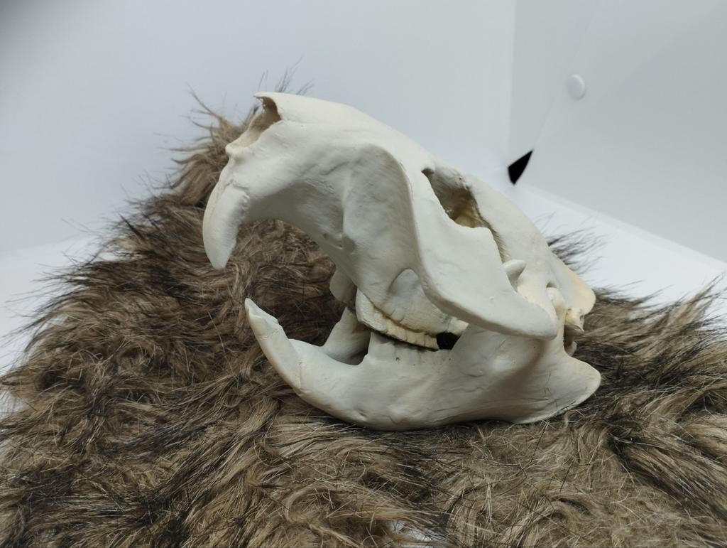 Schedel bever handgemaakt, Ophalen of Verzenden