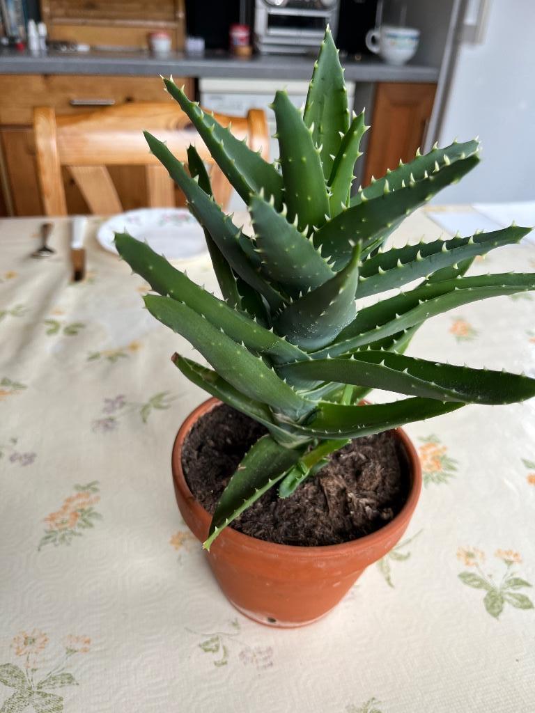 Plante d'aloès + 3 pousses 36 cm - terre cuite, Plante succulente, En pot, Enlèvement ou Envoi, Plante à fleurs