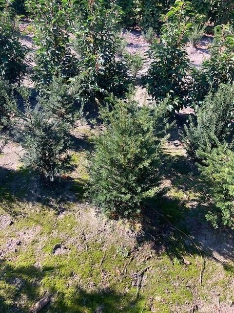 Overstock Taxus baccata 60/80, Tuin en Terras, Planten | Struiken en Hagen, Ophalen, Taxus, Haag, Minder dan 100 cm