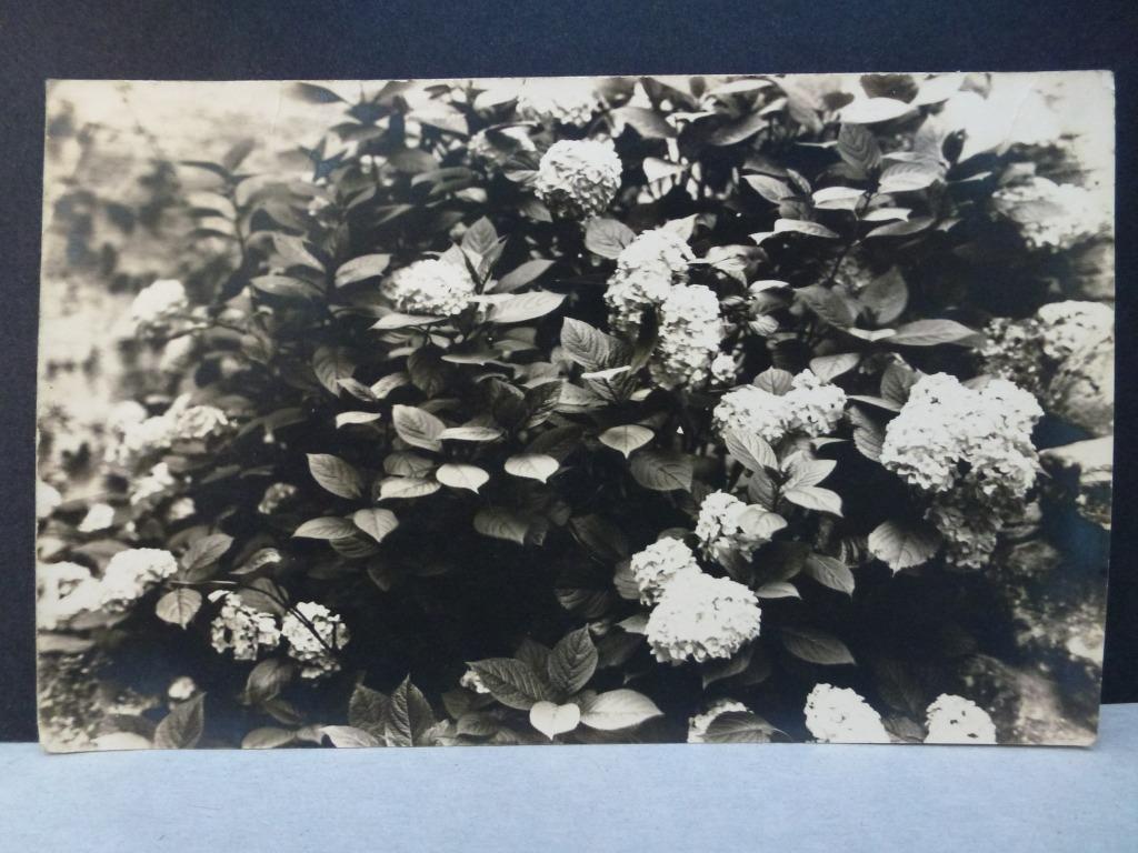 oude prentkaart foto bloemen hortensias 1938, Verzamelen, Verzenden, 1920 tot 1940, Gelopen, Natuur