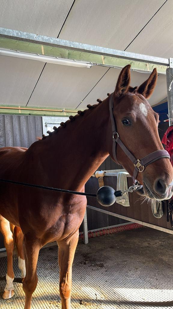 3 jaarse merrie te koop, Débourré, 165 à 170 cm, Avec pedigree, Cheval de saut