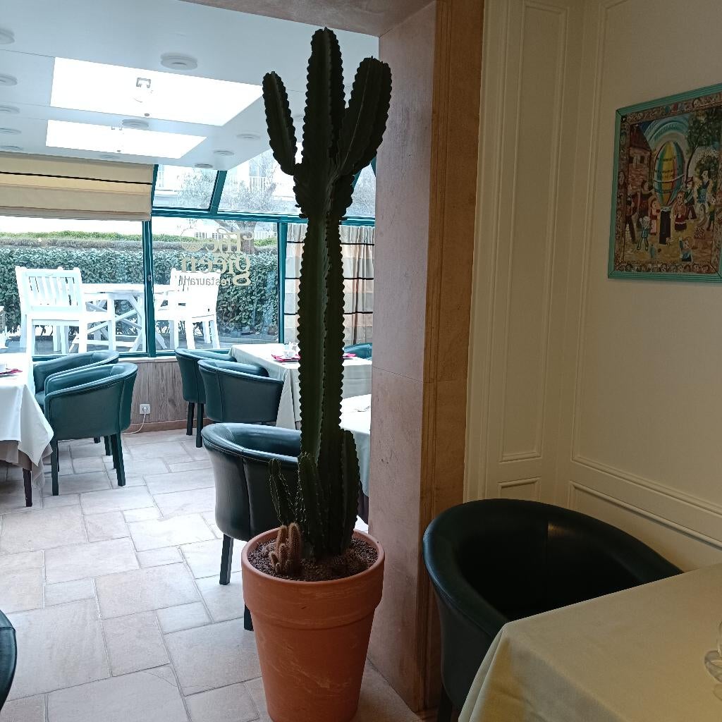 kamerplanten met pot. (250€ per stuk)., Plante succulente, En pot, Enlèvement ou Envoi, 200 cm ou plus