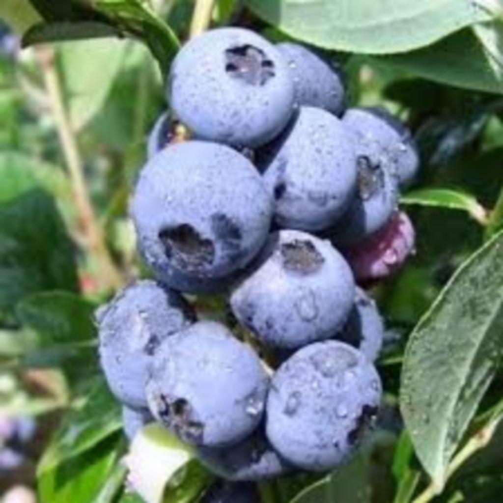 Vaccinium corymbosum, Tuin en Terras, Ophalen, Overige soorten