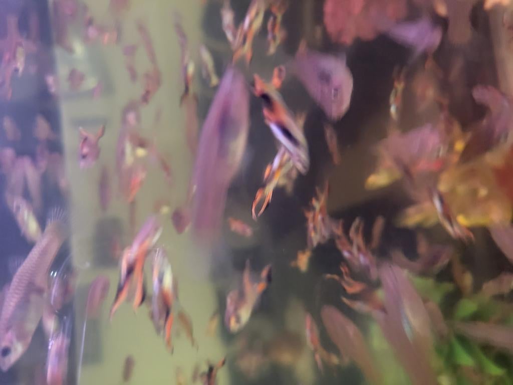 Poisson GuppY