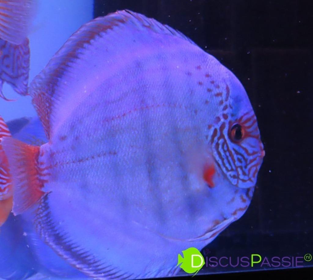 ++SUPER PIWOWARSKI DISCUS++ Discusvissen topkwaliteit discus, Poisson, Poisson d'eau douce, Banc de poissons