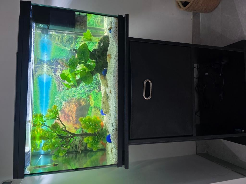 Alles met materialen, Dieren en Toebehoren, Vissen | Aquariumvissen