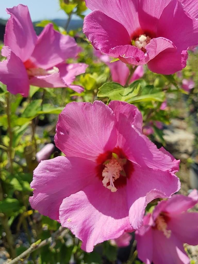 Récolte de graines d'Hibiscus Woodbridge 2025, Jardin & Terrasse, Enlèvement ou Envoi, Toute l'année, Graine