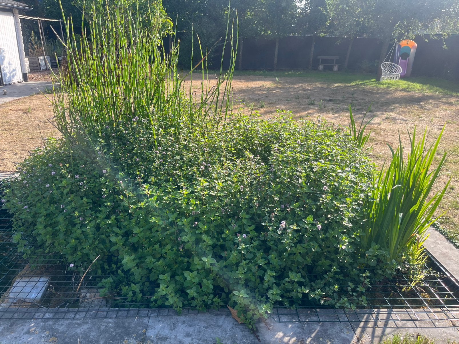 VIJVERplanten GRATIS, Ophalen