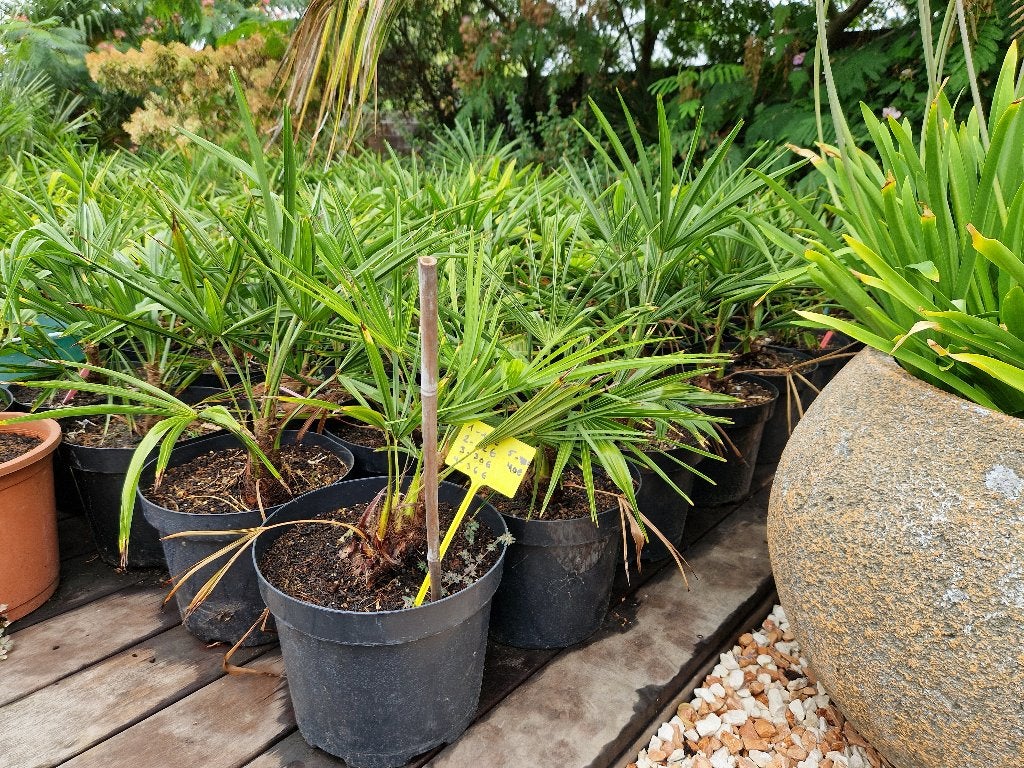Trachycarpus Wagnerianus x Fortunei, Tuin en Terras, Planten | Bomen, Bloeit niet, Minder dan 100 cm, Palmboom, Ophalen