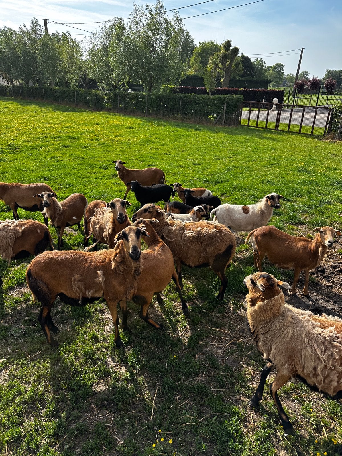 Kameroen ooien, Dieren en Toebehoren, Schapen, Geiten en Varkens, Vrouwelijk, Schaap, 3 tot 5 jaar