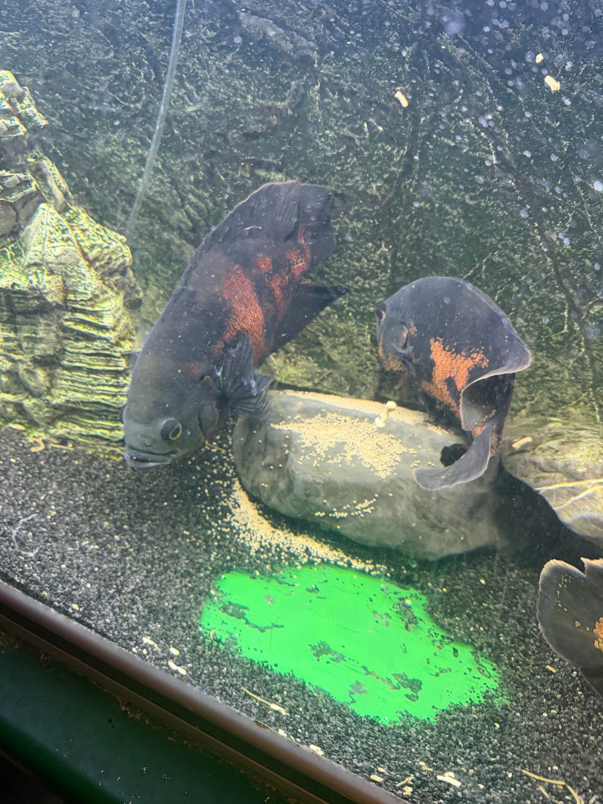 Pauwoogchicilieden (koppel), Dieren en Toebehoren, Vissen | Aquariumvissen