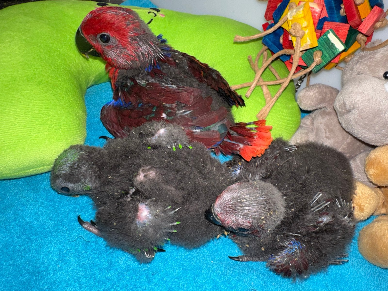 Jonge super tamme edelpapegaaien (man en pop), Dieren en Toebehoren, Vogels | Parkieten en Papegaaien, Papegaai, Pratend, Tam