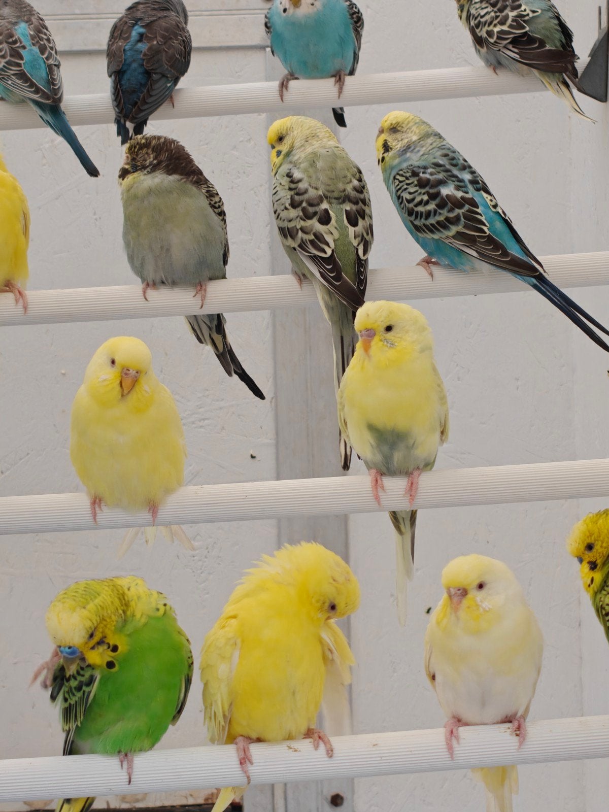 Grasparkieten, Meerdere dieren, Parkiet