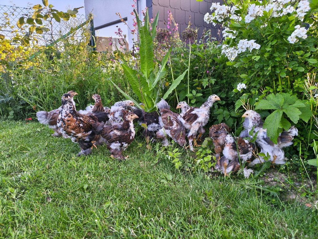 Brahma rood/blauwporselein haantjes, Dieren en Toebehoren, Mannelijk, Kip