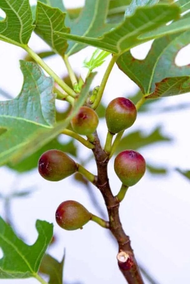 VIJGENPLANTEN "LITTLE MISS FIGGY", in pot, 60-70 cm, 15€/st., Volle zon, Vaste plant, Ophalen of Verzenden, Fruitplanten
