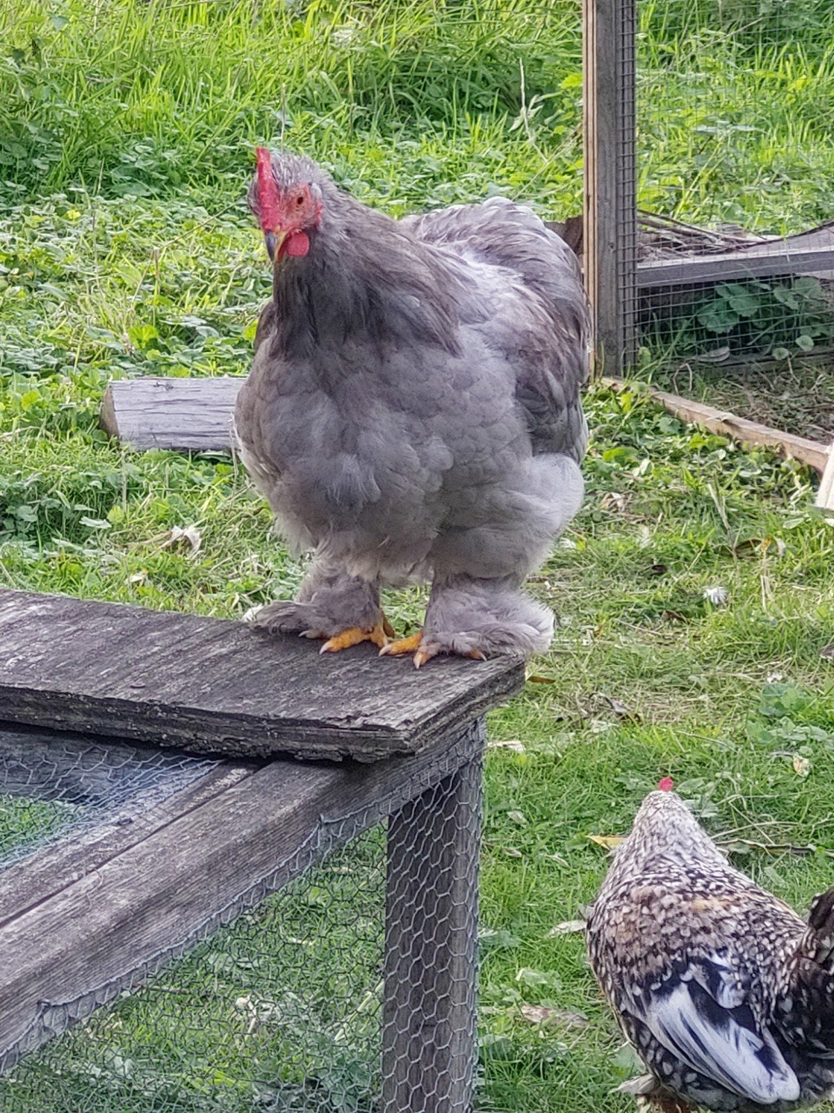 gratis cochien kriel haan, Dieren en Toebehoren