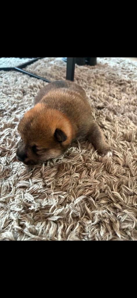 Shiba inu  pups geboren hier  bij  ons thuis, Particulier, Chien (mâle), Hépatite contagieuse (maladie de Rubarth), Autres races