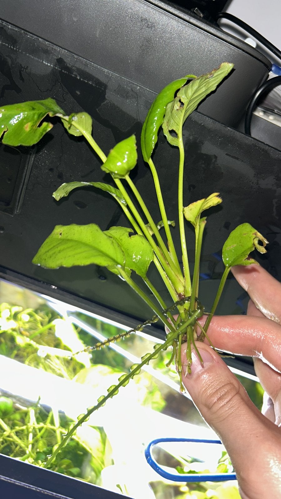 aquarium planten, Dieren en Toebehoren, Ophalen, Zo goed als nieuw