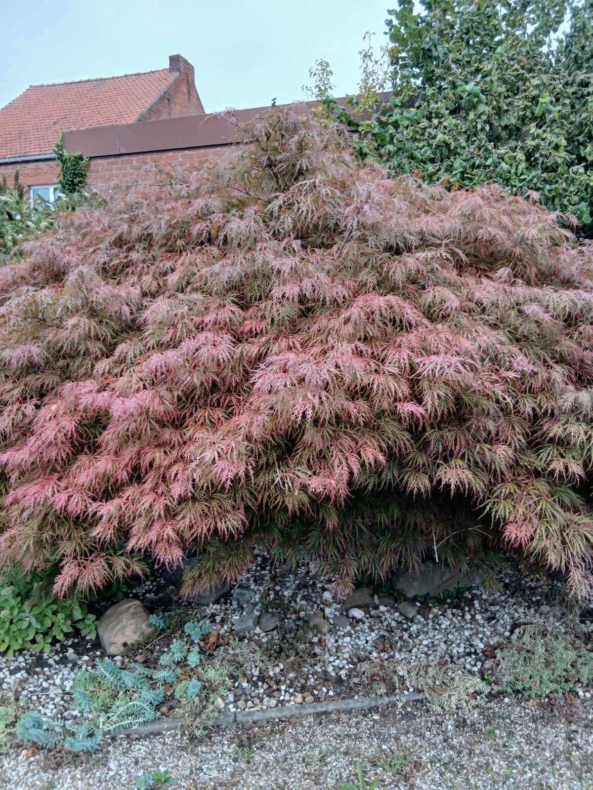japanse esdoorn, Ophalen