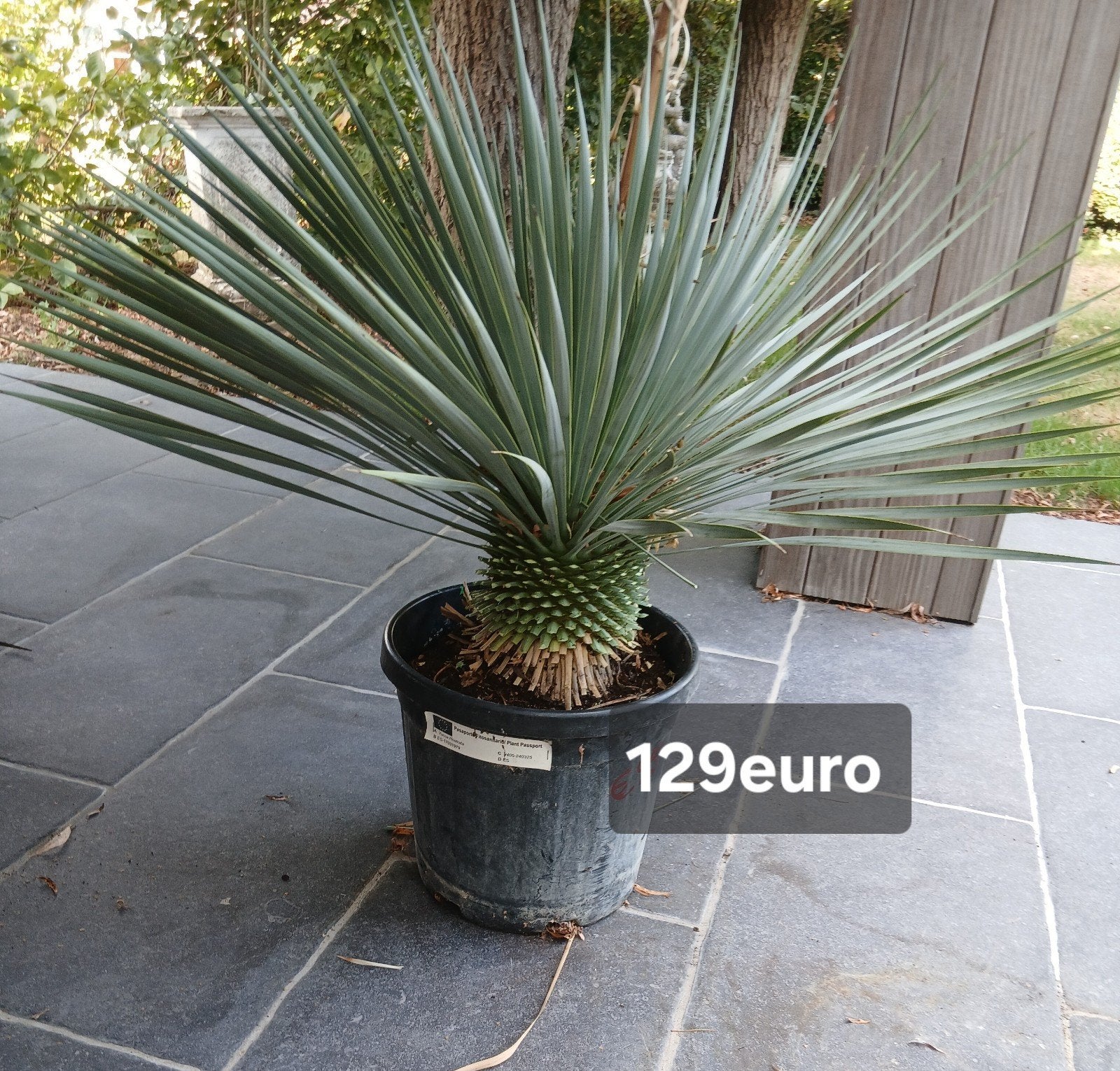 ‼️yucca rostrata aan promoprijzen ‼️, Tuin en Terras, Ophalen