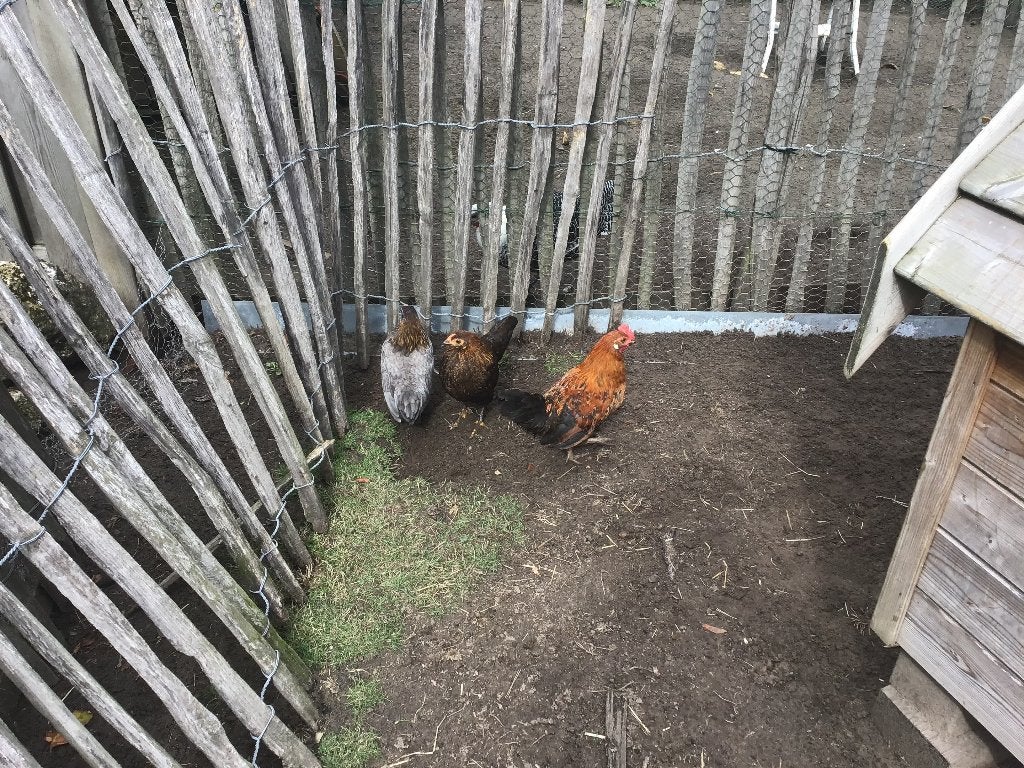 Jonge Engelse krielen van dit jaar, Femelle, Poule ou poulet