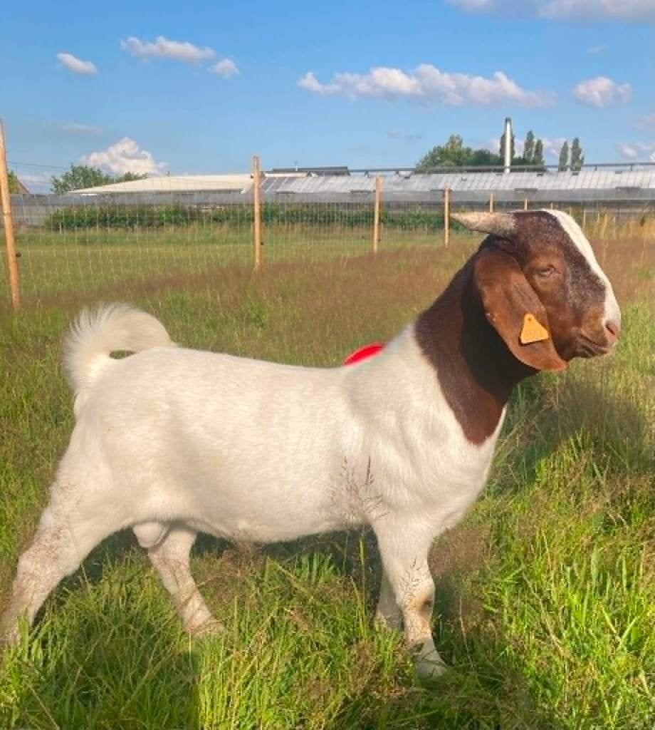 MOOI BOERGEIT-BOKLAM, Maart, Mannelijk