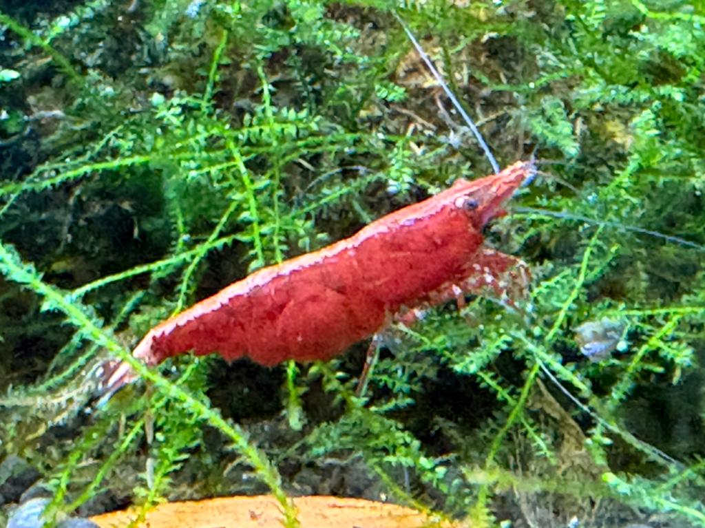 Red Sakura shrimps, Kreeft, Krab of Garnaal