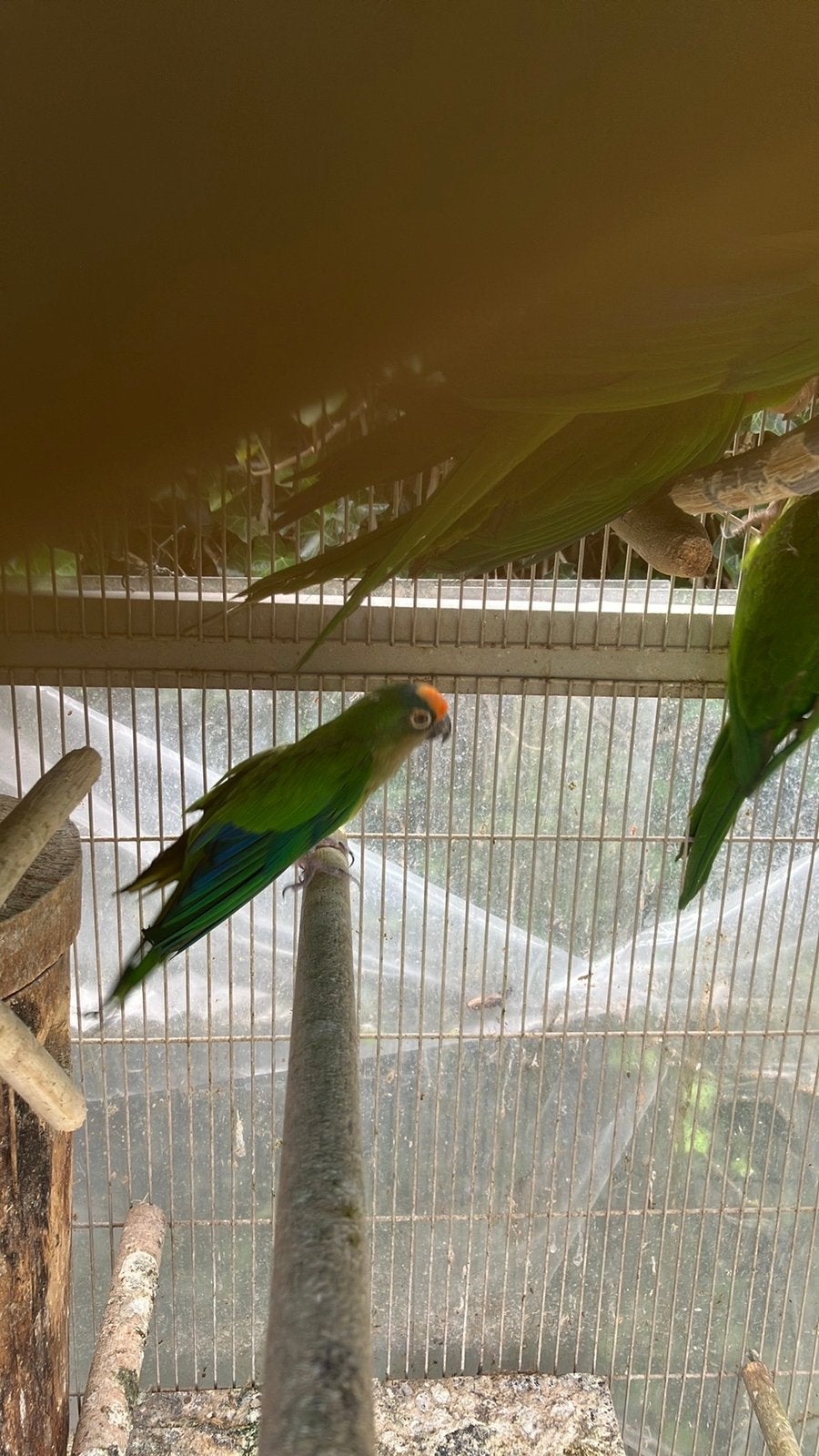 LAATSTE 3 PAPEGAAIEN 100 EURO/OF RUILEN ANDERE VOGELS, Dieren en Toebehoren, Meerdere dieren, Papegaai