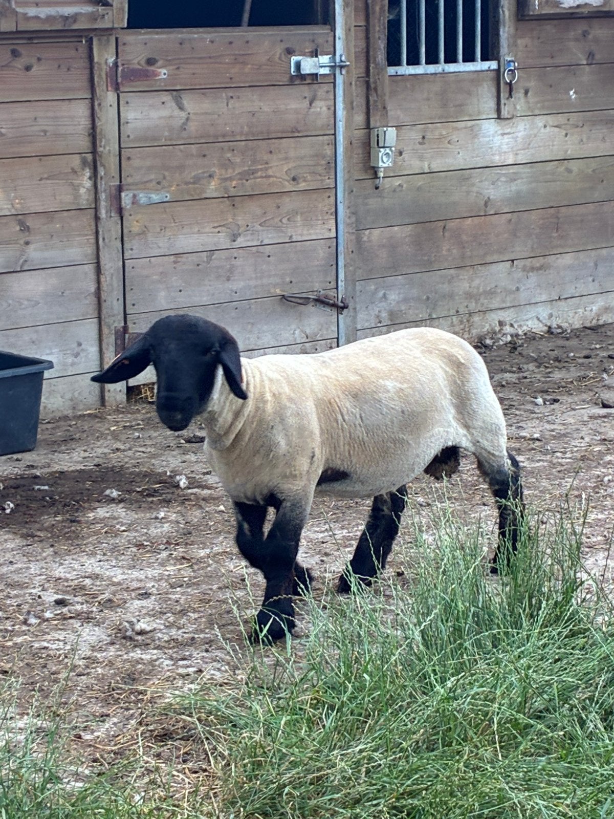 Suffolk bok, Mâle, Mouton, 0 à 2 ans