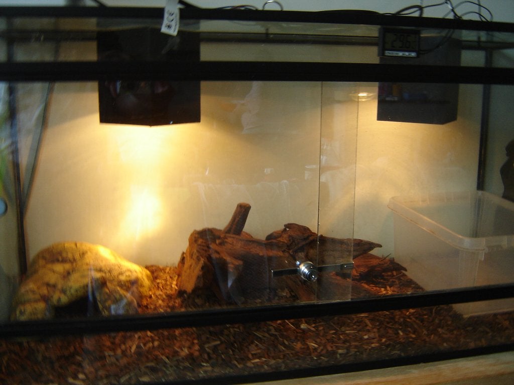 terrarium, Dieren en Toebehoren, Reptielen en Amfibieën, Slang, 3 tot 6 jaar