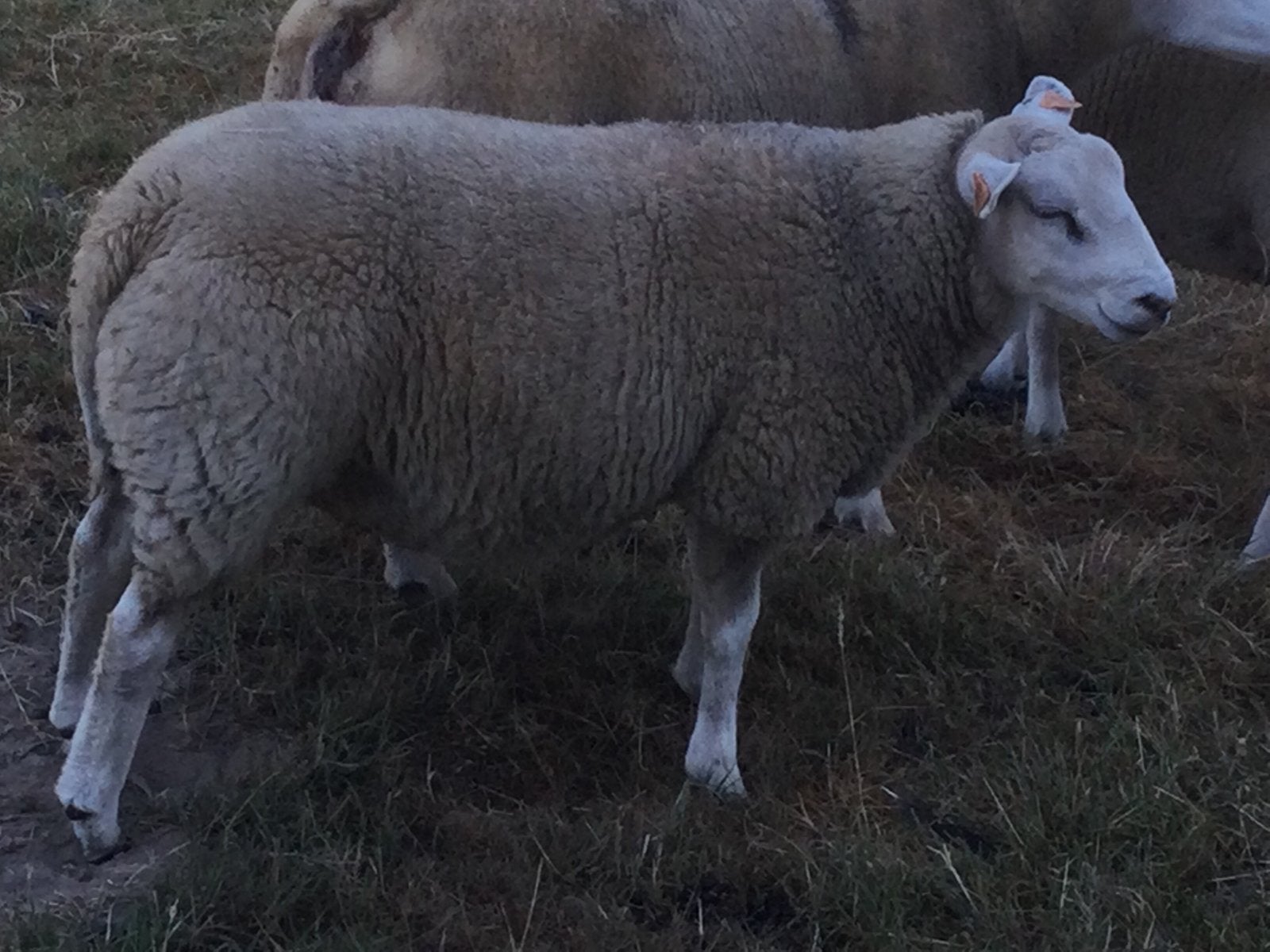 Schaap (dekram) te koop, Mannelijk, Schaap, 0 tot 2 jaar