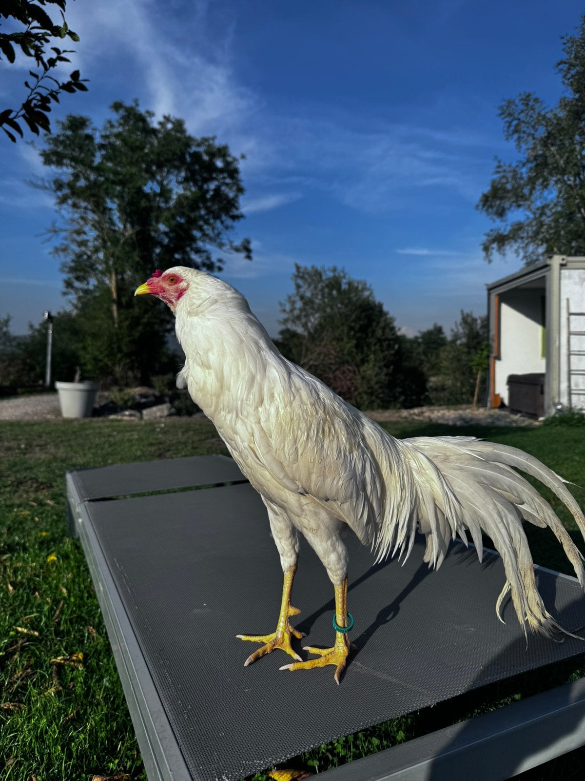 Yokohama, Plusieurs animaux, Poule ou poulet