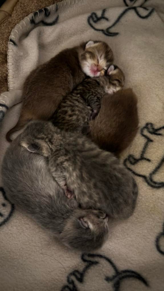 Brits korthaar kittens, Dieren en Toebehoren, Meerdere dieren, Gechipt, 0 tot 2 jaar