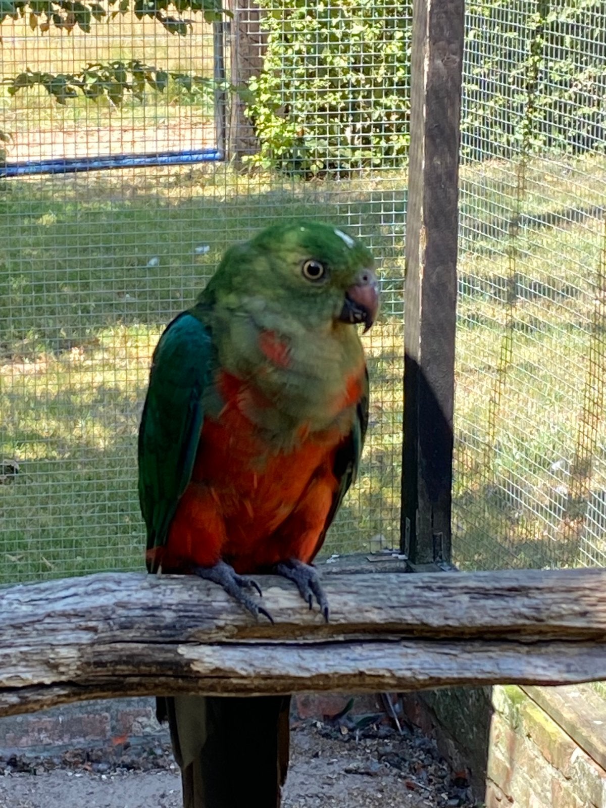Koningsparkiet man, Bagué