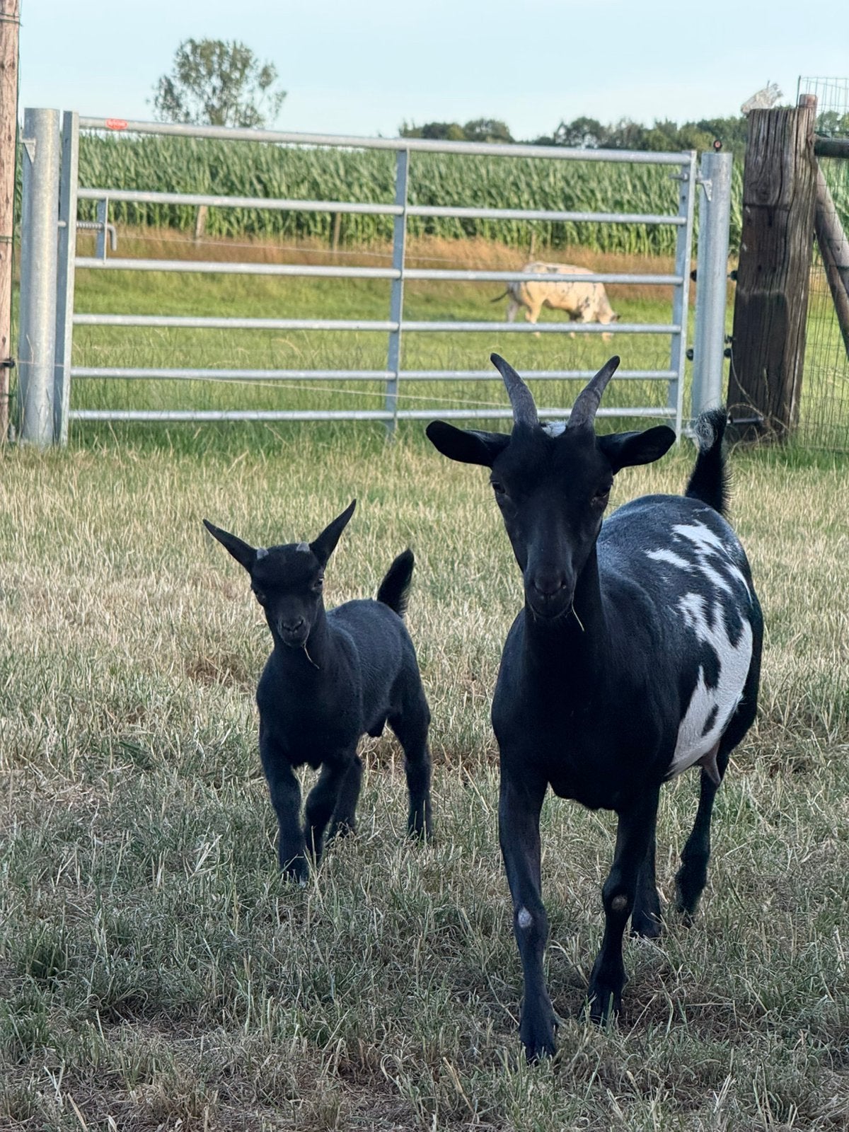 Zwartstippel moedergeit met lammetje, Plusieurs animaux, Chèvre, 0 à 2 ans