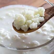 Melkkefir korrels, Diversen, Levensmiddelen, Ophalen of Verzenden