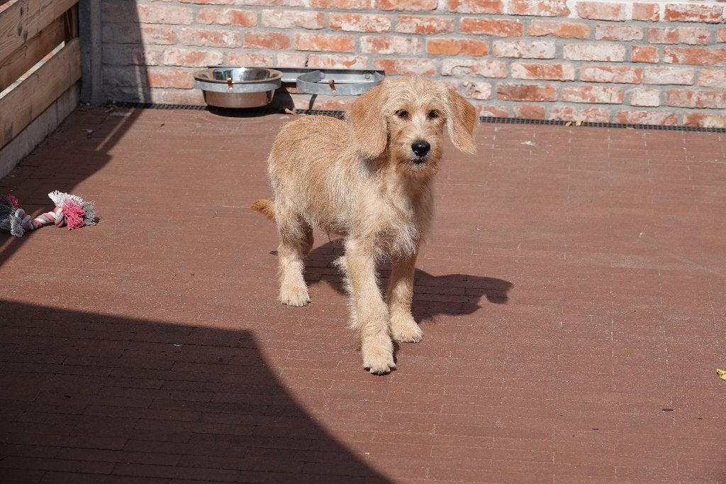 Abrikoze Labradoodle pups (type labrador), met stamboom, Dieren en Toebehoren, Honden | Retrievers, Spaniëls en Waterhonden, België