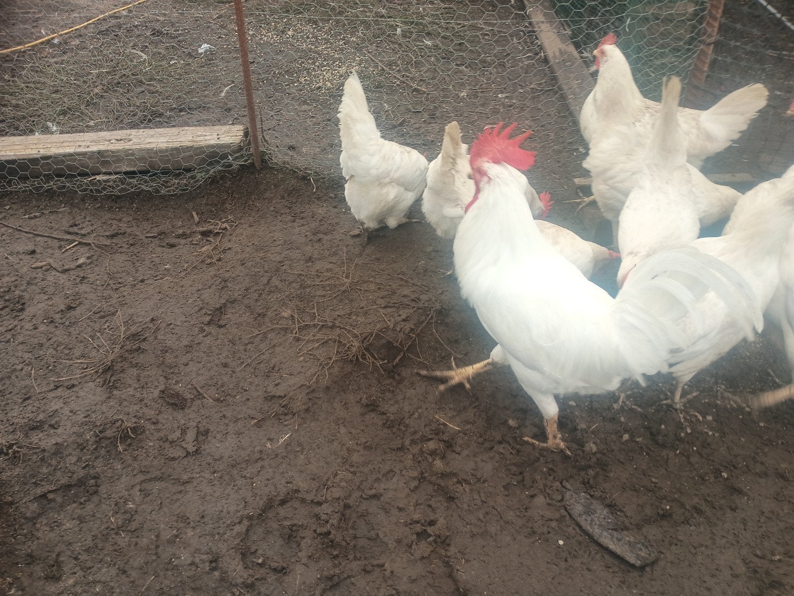 kweektoom witte leghoorn, Dieren en Toebehoren